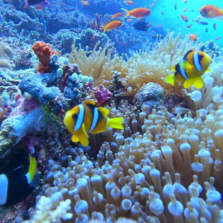 White Coral Rasdhoo Otel Dış mekan fotoğraf