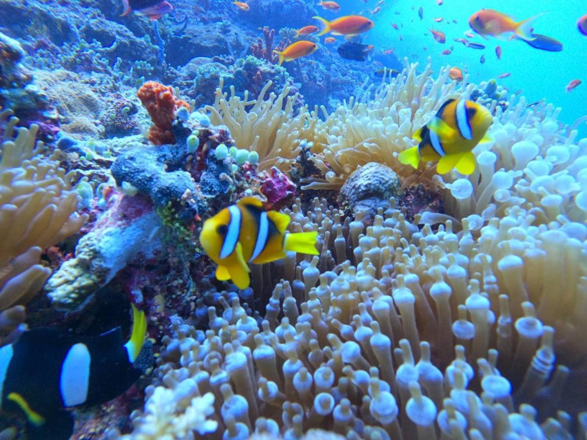 White Coral Rasdhoo Otel Dış mekan fotoğraf